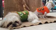 VESTIDOS MASCOTAS