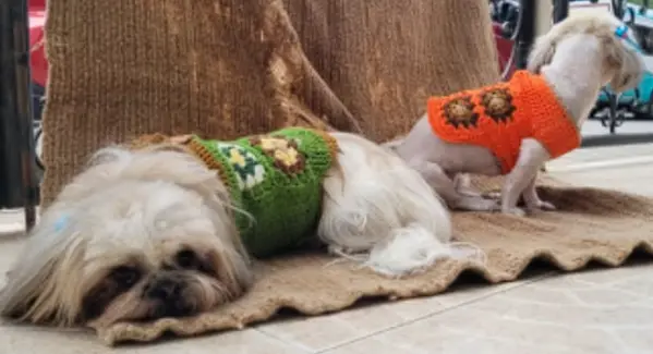 VESTIDOS MASCOTAS