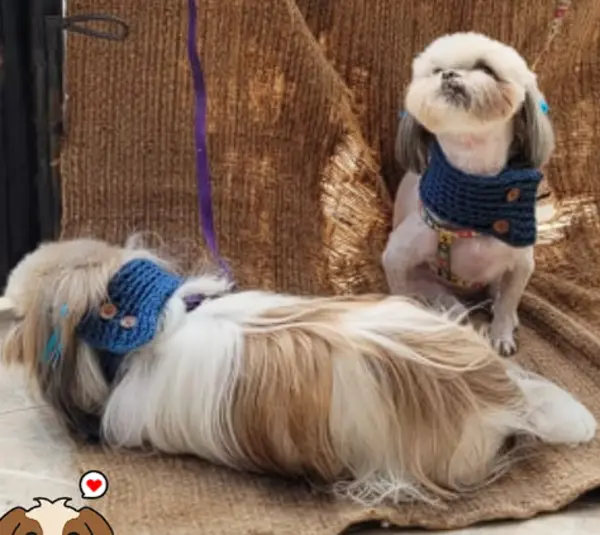 CUELLOS MASCOTAS